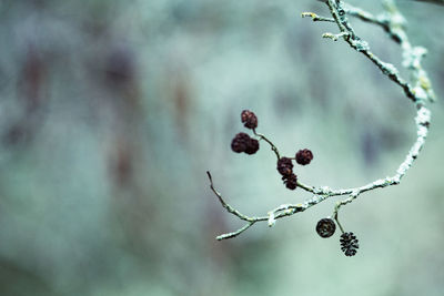 Close-up of berries on tree