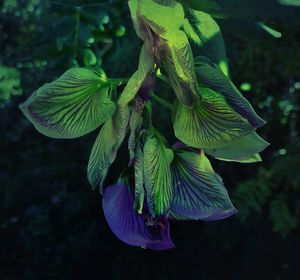 Close-up of leaves