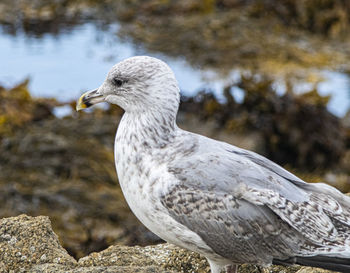 Close-up of seagull