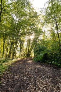 Dirt road amidst trees in forest