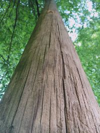 Wooden log in forest