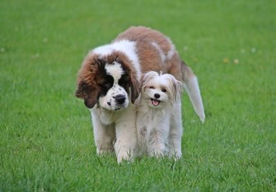 Portrait of puppy on field