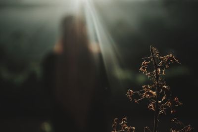 Close-up of plant against sky