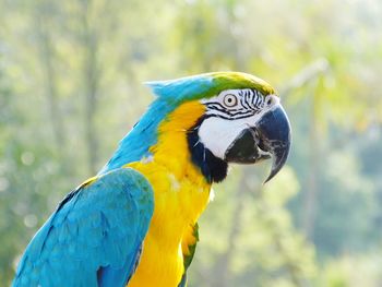 Close-up of a parrot