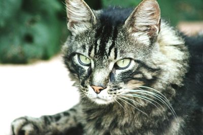 Close-up portrait of cat