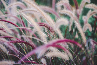 Close-up of flowering plants on field