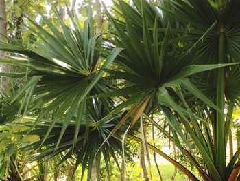 Close-up of palm tree leaves