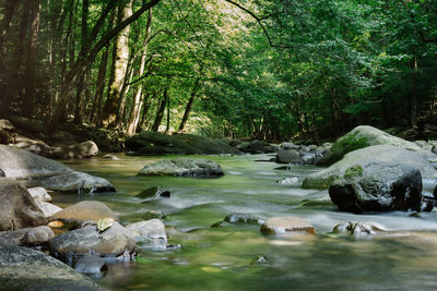 Scenic view of river stream in forest