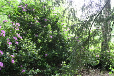 Plants growing outdoors