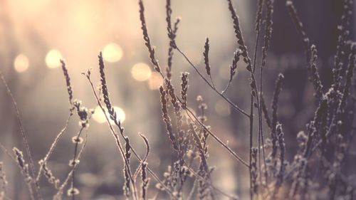 Close-up of stalks in field against sunset