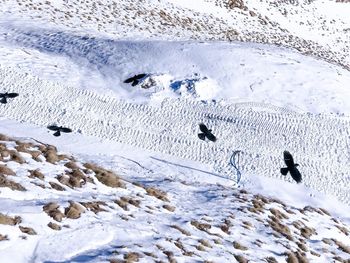 High angle view of birds flying over snow field