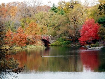 Scenic view of lake in forest during autumn