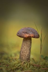 fungus