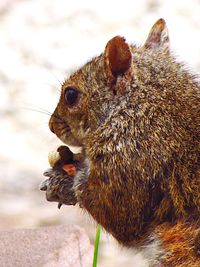Close-up of squirrel