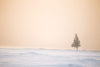 A beautiful, misty morning in the norwegian hills in winter. white, hazy landscape. 