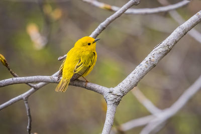 Bird perching on branch