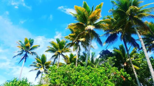 Low angle view of palm trees against blue sky