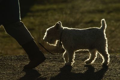 Low section of person with dog on field
