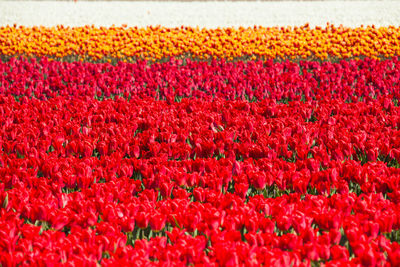 Full frame shot of red flowering plants