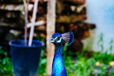 Close-up of peacock