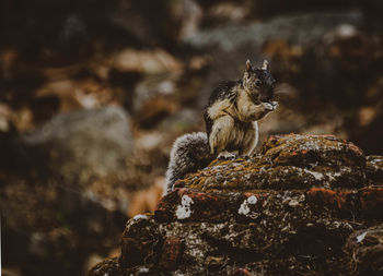 Squirrel on rock