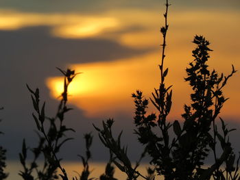 Silhouette plants against romantic sky at sunset