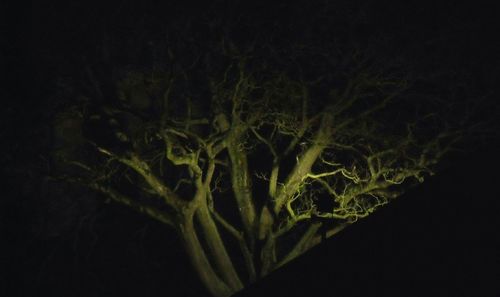 Close-up of tree against black background