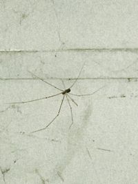 Close-up of grasshopper