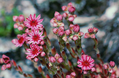 Close-up of pink flowering plants