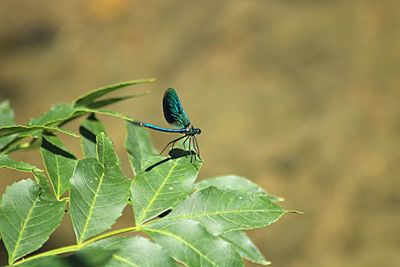 Close-up of insect on plant