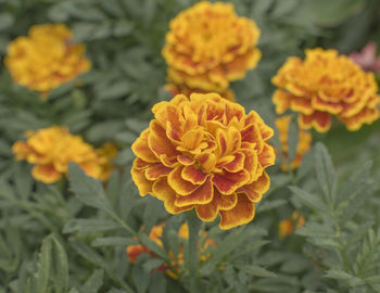 Close-up of yellow marigold flower