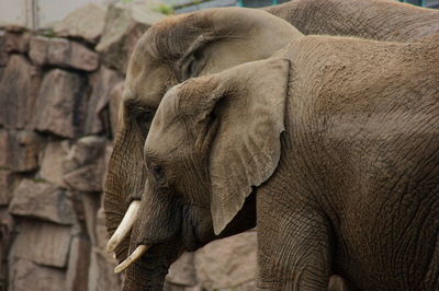 Close-up of elephant