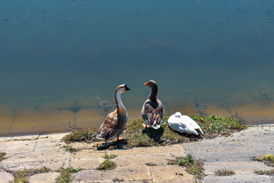 View of birds on lakeshore