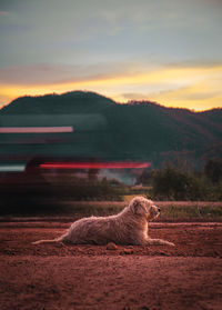 A dog lying on the way and there is a light from a passing car