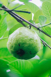 Close-up of fruit growing on tree