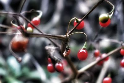 Close-up of berries on branch