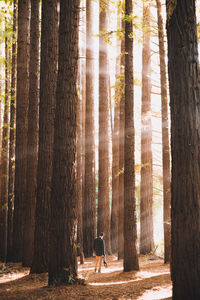 Rear view of woman with dog in forest