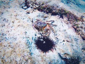 High angle view of shell on sea shore