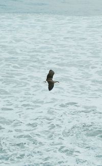 Bird flying over sea