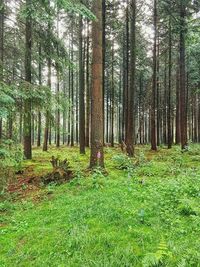 Trees in forest