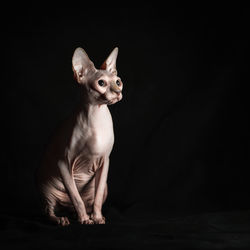 Portrait of cat against black background