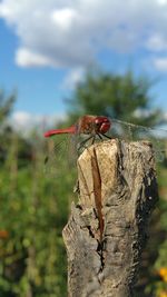 Close-up of dragonfly on tree stump