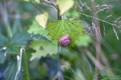 Close-up of fresh green leaves on plant