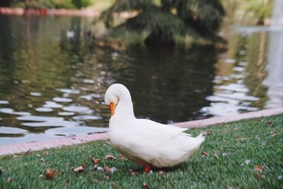 White swan in lake