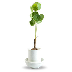 Close-up of potted plant against white background