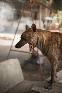 Close-up of a dog looking away