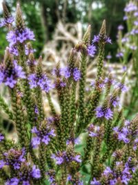 Close-up of purple flowers