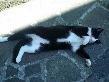 Cat resting on tiled floor