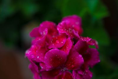 Close-up of pink flower