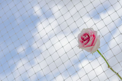 Close-up of pink rose on the net with cloud and blue sky background.